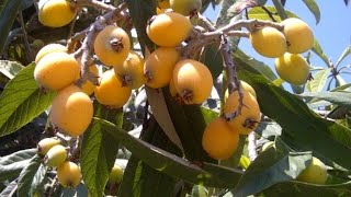 লোকাট ফলের টেস্ট রিভিউLoquat Fruit Test Review [upl. by Ddet]