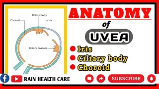 ANATOMY OF UVEA  what is uvea structure of uvea  uvea in hindi [upl. by Mil]