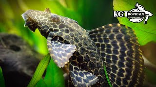 One Of The Most Mistreated Fish In The Hobby Top 10 Things About The Common Plecostomus [upl. by Fanchan]