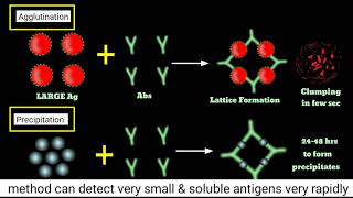 Agglutination Inhibition Test  How Pragnency Test Kits Work  Haemagglutination Inhibition Assay [upl. by Auohp]