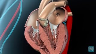 How do heart valves function [upl. by Jeri849]