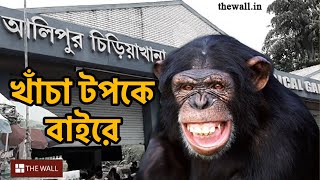 Chimpanzee escapes from Alipore zoo ।আলিপুর চিড়িয়াখানায় হুলুস্থূলখাঁচার বাইরে বেরিয়ে এল শিম্পাঞ্জি [upl. by Ajar]