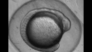 Zebrafish egg development over 24 hours [upl. by Adda365]