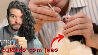 Como dar remédio líquido para gatos  Veterinário de gatos reage a pessoas dando medicação líquida [upl. by Werbel545]