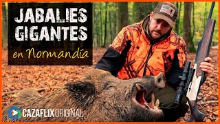 ✅ El JABALÍ GIGANTE de Normandía Cazando con el BROWNING BAR 4X en 2023🐗 [upl. by Darla312]