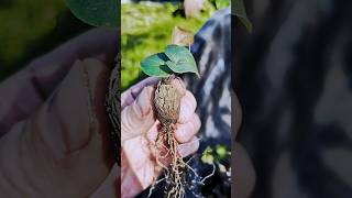 Dioscorea elephantipes 🌱 fromseed gardeninglife houseplantsplantcommunity greenhouse garden [upl. by Roots]