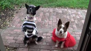 Happy Halloween Dog Story  Busy Bee Dogs [upl. by Nadnarb]