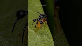 Ant Mimicking Treehopper  Cyphonia clavata [upl. by Salas911]