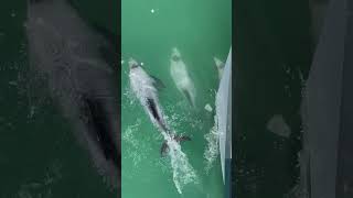 Hectors Dolphins in the Akaroa Harbour [upl. by Alacim]