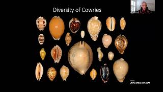 The Charisma of Cowries [upl. by Sherourd]