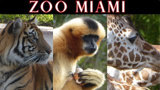 Visit Zoo Miami [upl. by Ainud]