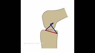 Movimentos dos Ligamentos durante a Flexão e Extensão do Joelho [upl. by Stephen70]