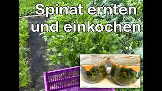 Spinat ernten und einkochen [upl. by Norrag79]