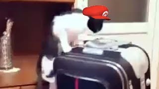 cat mario 64 [upl. by Alfi]