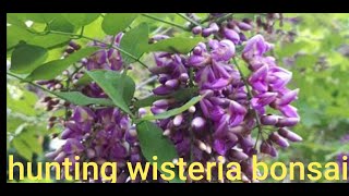 hunting bonsai wisteria philippines bonsai materials [upl. by Sedinoel]