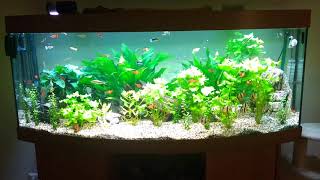 Juwel Vision 450 Liter Aquarium [upl. by Ahsenom138]