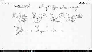 mechanism of amide hydrolysis [upl. by Erialc]