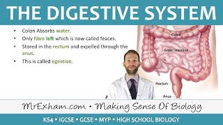 The Digestive System  GCSE Biology 91 [upl. by Kevyn25]