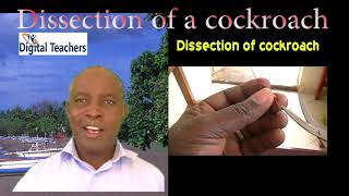 Dissection of cockroach 2 by Dr Bbosa Science [upl. by Tamar697]