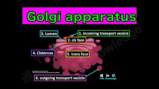 Golgi Apparatus Processing and Packaging Proteins [upl. by Datnow]