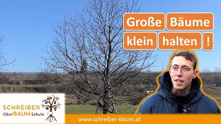 Zu große Obstbäume kleiner schneiden  Kirschbaum klein halten  Obstbaumschnitt [upl. by Agbogla]