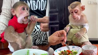 Smart monkey Icy amp Brian are eating breakfast with mom look very delicious  shorts monkey love [upl. by Pavyer783]