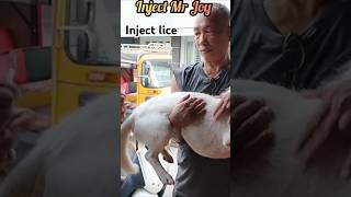 Inject lice to A Choy [upl. by Goss]