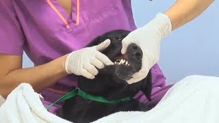 Non Anesthetic Dental Procedure  Pet Dental Services [upl. by Gottuard599]