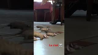 🐀 linvasion 🤣🤣🤣 shorts humour comedie sketch [upl. by Aicul689]