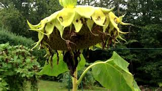 Cultiver du Tournesol le planter récolter et comment faire pousser du Tournesol Bio au Jardin [upl. by Owiat]