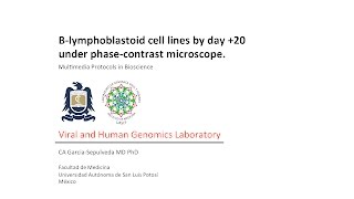 Blymphoblastoid cell line morphology through phasecontrast microscope [upl. by Buttaro]