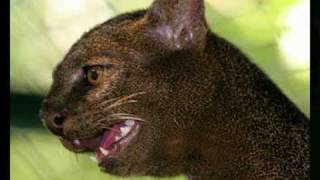 JAGUARUNDI [upl. by Gosnell254]