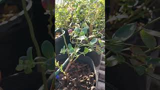 Como Identificar o Mirtilo Biloxi mirtilo garden blueberry plantas [upl. by Ientruoc]