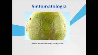 Alternaria alternata pv citri [upl. by Aenal]