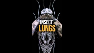 How Do Insects Breathe [upl. by Neelac]