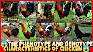 THE PHENOTYPE AND GENOTYPE CHARACTERISTICS OF CHICKEN [upl. by Elegna438]