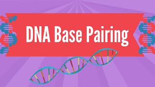 DNA Base Pairing [upl. by Euqinwahs]