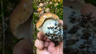 Gemeiner Steinpilz Fichtensteinpilz 🍴 Boletus Edulis funghi pilze porcini boletus mushroom [upl. by Anilasor]