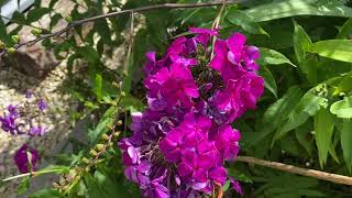 Phlox paniculata bugás lángvirág [upl. by Anertak]