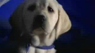 K9 Advantix Commercial Hello Mother Hello Father [upl. by Dosh]