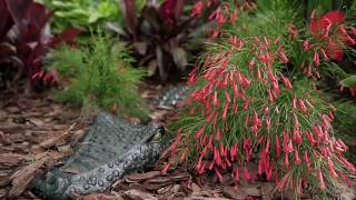 Jacksonville Beach Tropical Backyard Oasis [upl. by Rainwater]