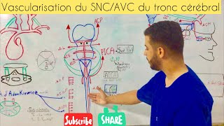 Vascularisation du SNC AVC du tronc cérébral [upl. by Anned]