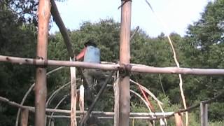 The Building of the Iroquois Long House 2005 [upl. by Mallen65]