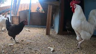 Backyard Chickens Long HD Video Relaxing Sounds Noises Hens Clucking Roosters Crowing [upl. by Ammadis506]