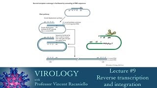 Virology 2014 lecture 9  Reverse transcription and integration [upl. by Adnaw]