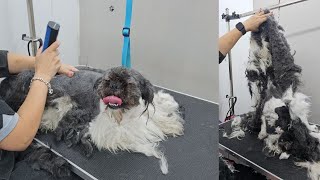 MindBlowing Matted Dog Grooming Transformation [upl. by Lezned226]