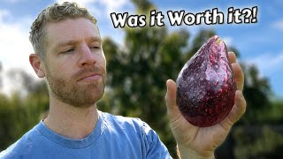 The REAL Truth About Growing Avocados from Seed  this took 6 years 🥑🌳 [upl. by Notgnilra]