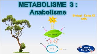 Metabolisme part 3  Anabolisme  Biologi kelas 12 SMA [upl. by Niels]