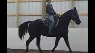 The Gaited Horse Gait Spectrum [upl. by Oenire]