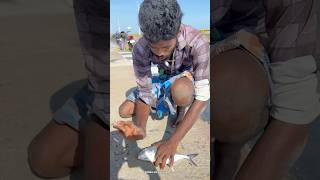 Wow 🤩 Absolutely Crazy Crazy 😜 Fishing 🎣  Fish caught in pamban bus bridge shorts [upl. by Aicercal216]